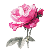 mynameissaif_A_luxury_Sketch_of_a_pink_bulgarian_rose_white_b_caa96afb-0b0e-49a2-9ac9-822d