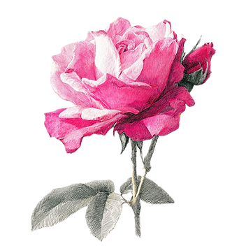 mynameissaif_A_luxury_Sketch_of_a_pink_bulgarian_rose_white_b_caa96afb-0b0e-49a2-9ac9-822d