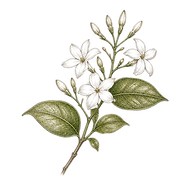 jasmine_edited.png