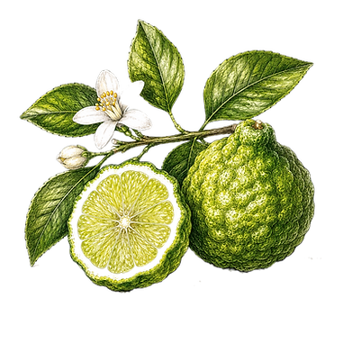 Bergamot_edited.png