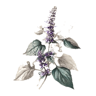 0_0_640_N_edited.png