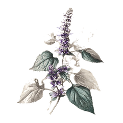 0_0_640_N_edited.png