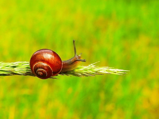 Nằm mộng thấy ốc là tốt hay xấu – Con số nào mang tới may mắn? content media