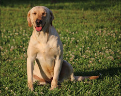 Labrador Retriever