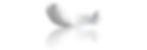 bg-plume.jpg