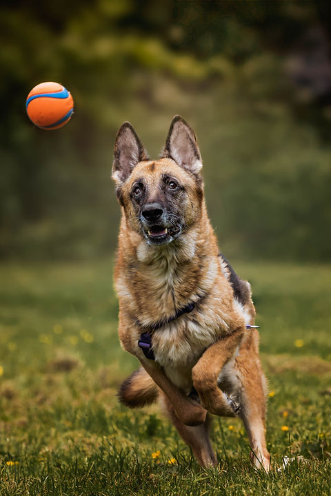 German Shepherd chasing a ball