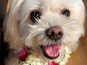 Daisy, Scott's late family dog.