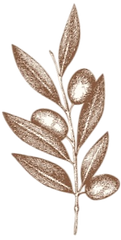 olive branch-Photoroom_edited.png