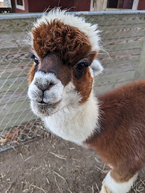 A photograph of the head and neck of a single brown and white alpaca.