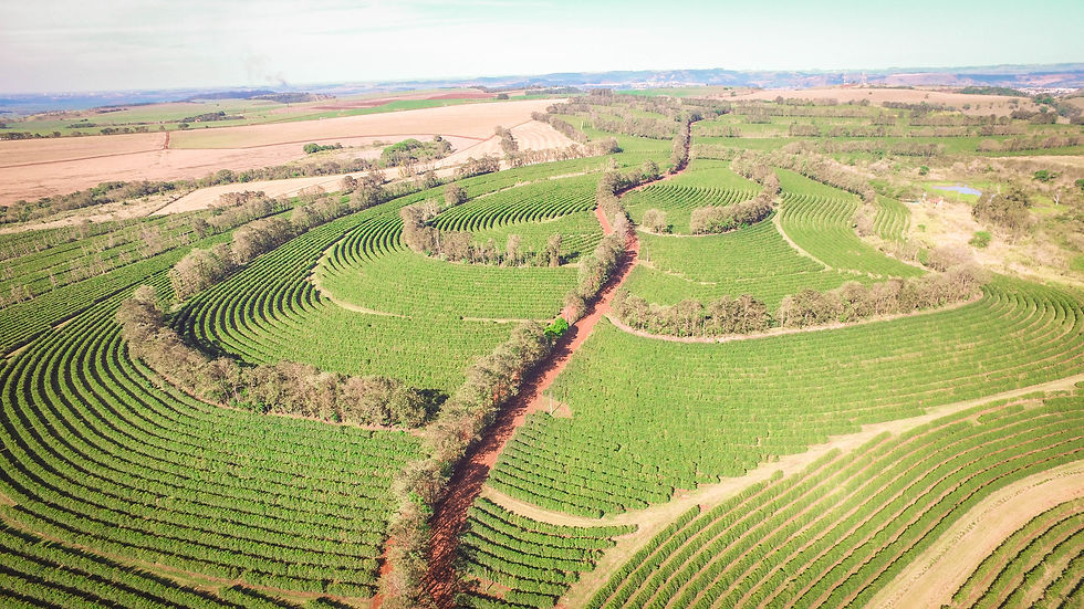 Thumbnail: Brazil, Sao Silvestre,PB,  Natural