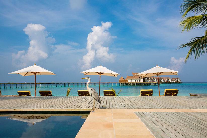 OZEN RESERVE BOLIFUSHI - Main Pool with Heron.jpg