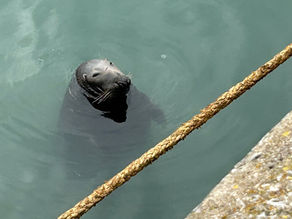 💗 Fish, Chips & The Seals!