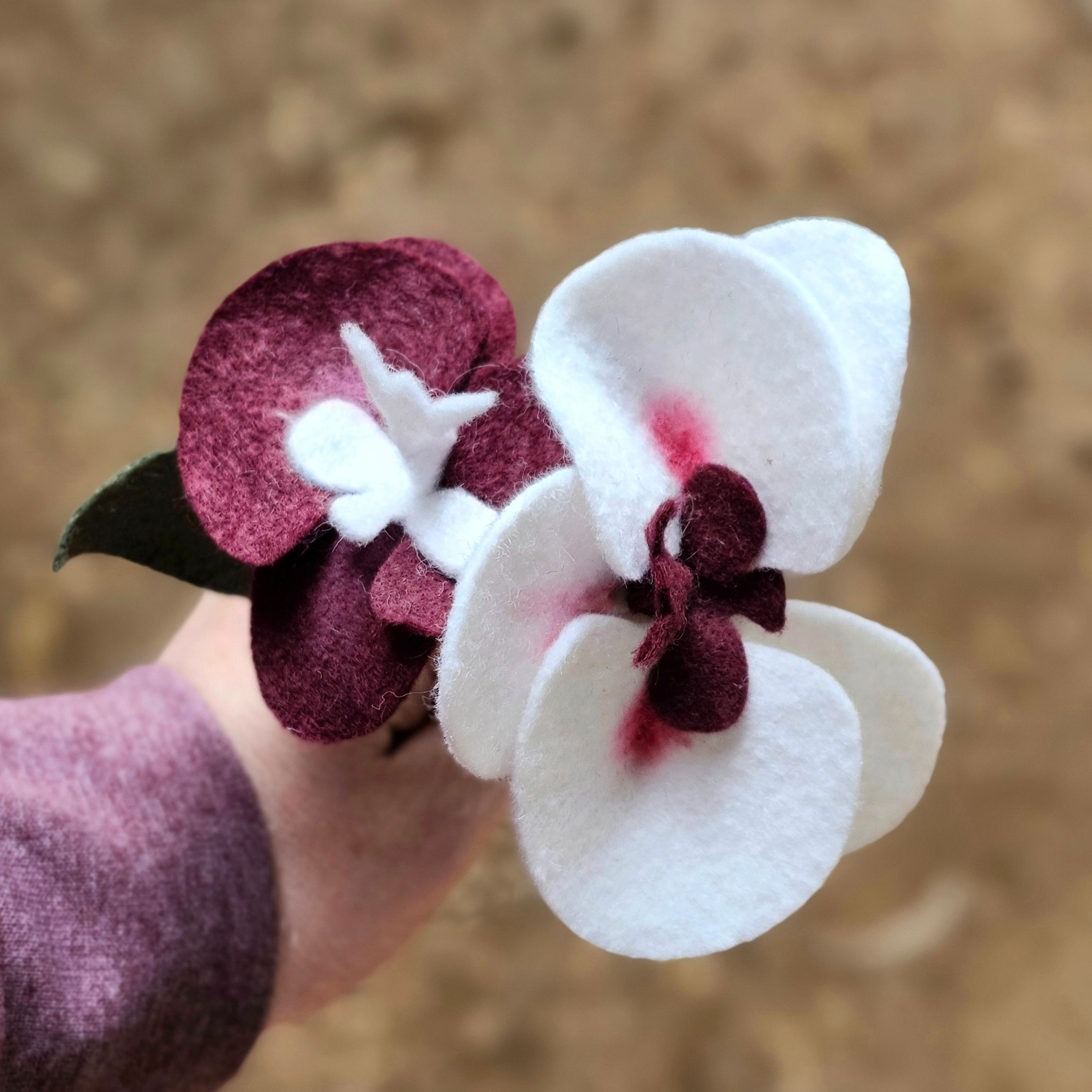 Orchid