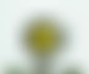 機能性成分ってなに??ダイエットに効果的なの??