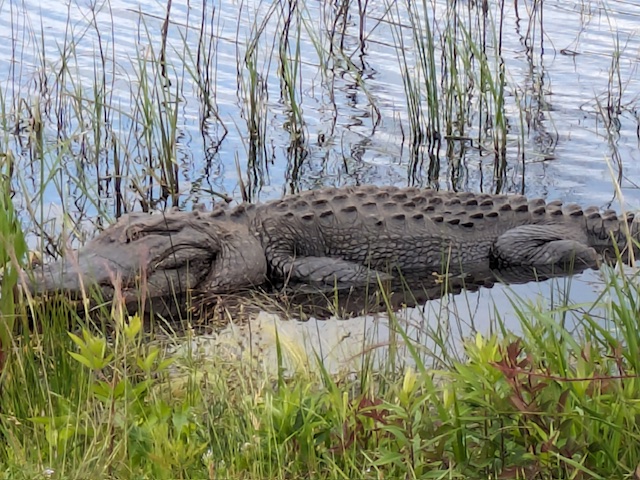 Large alligator along a swampy shoreline