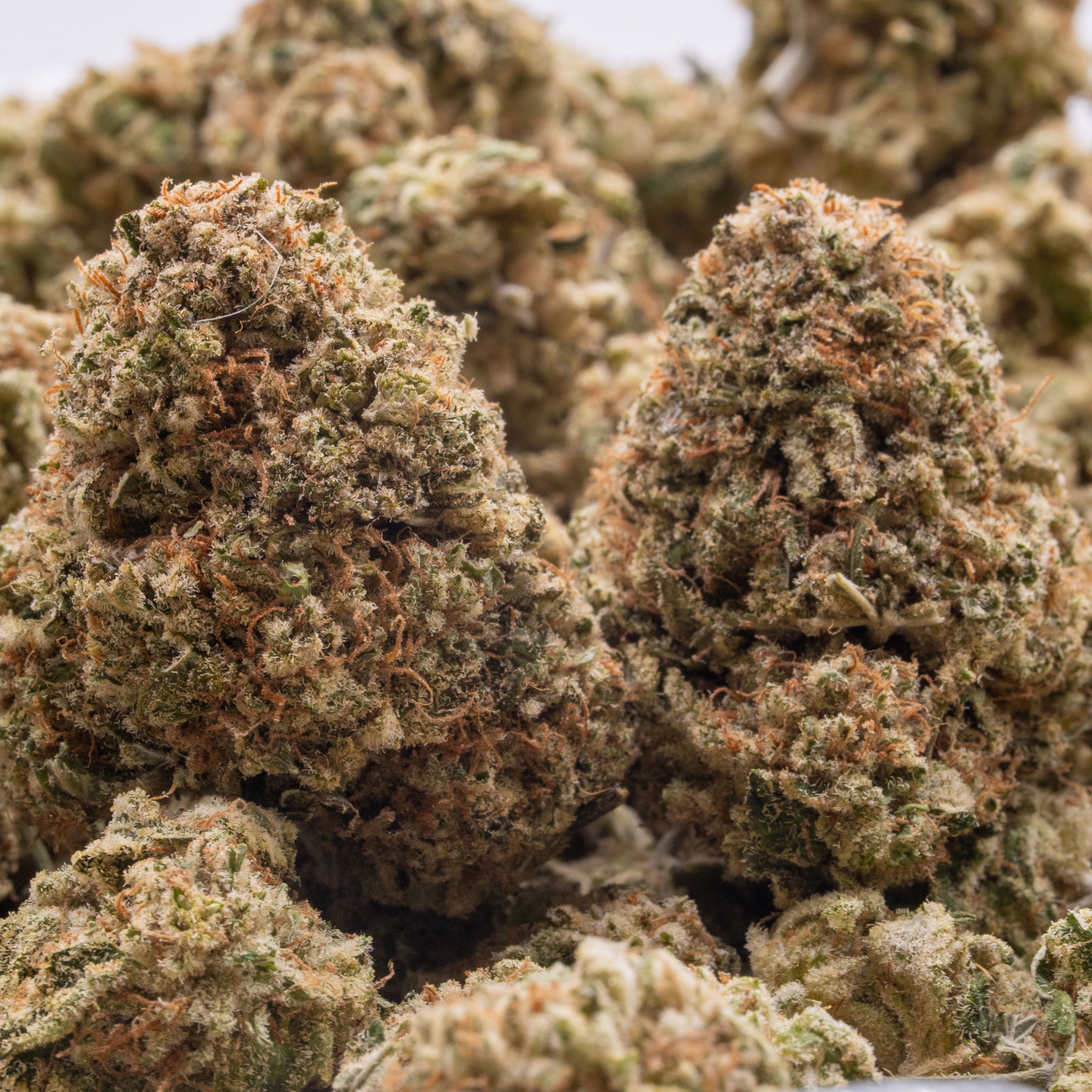 GAS MONKEY - INDICA | 28G