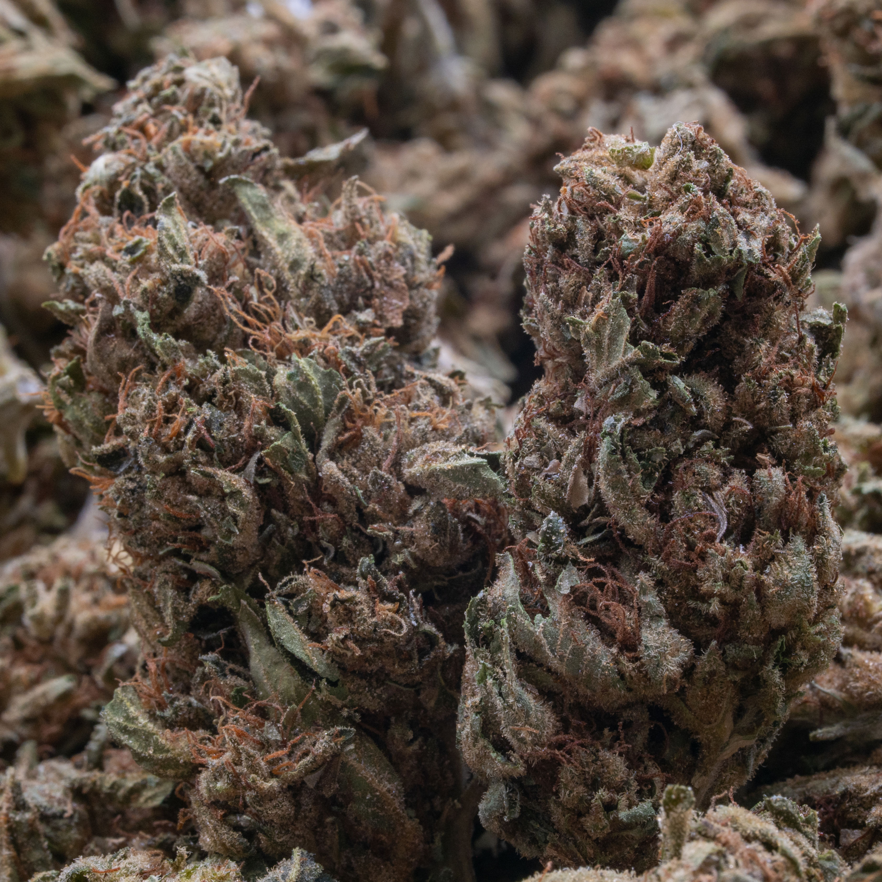 OG KUSH - HYBRID | 28G