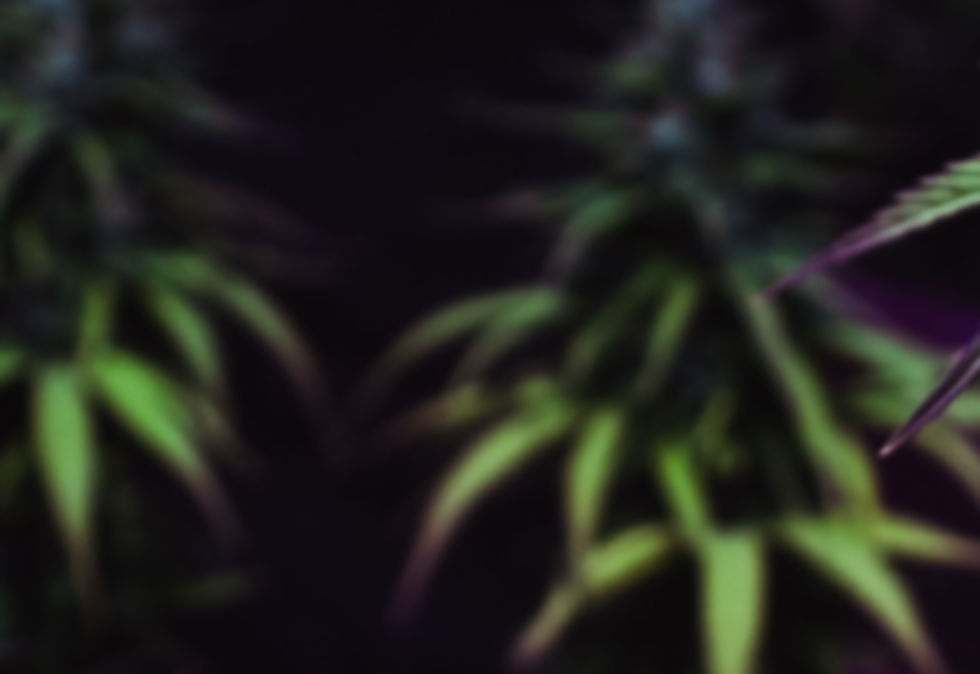 legal-cannabis-for-sell-online