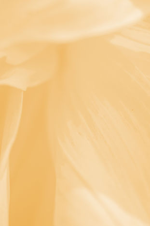 boudhayan-bardhan-usi-wH9RJEk-unsplash_Cream.jpg