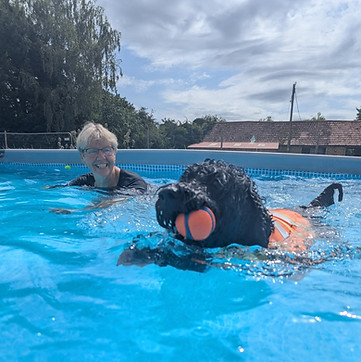 Brown dog in life jacket swimming with owner in dog pool canterbury