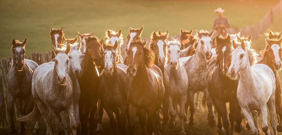 horses.jpg