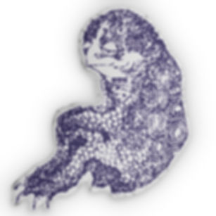 Where Monsters Dream Kappa Plushie Pillow