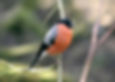 Bull Finch in Britain