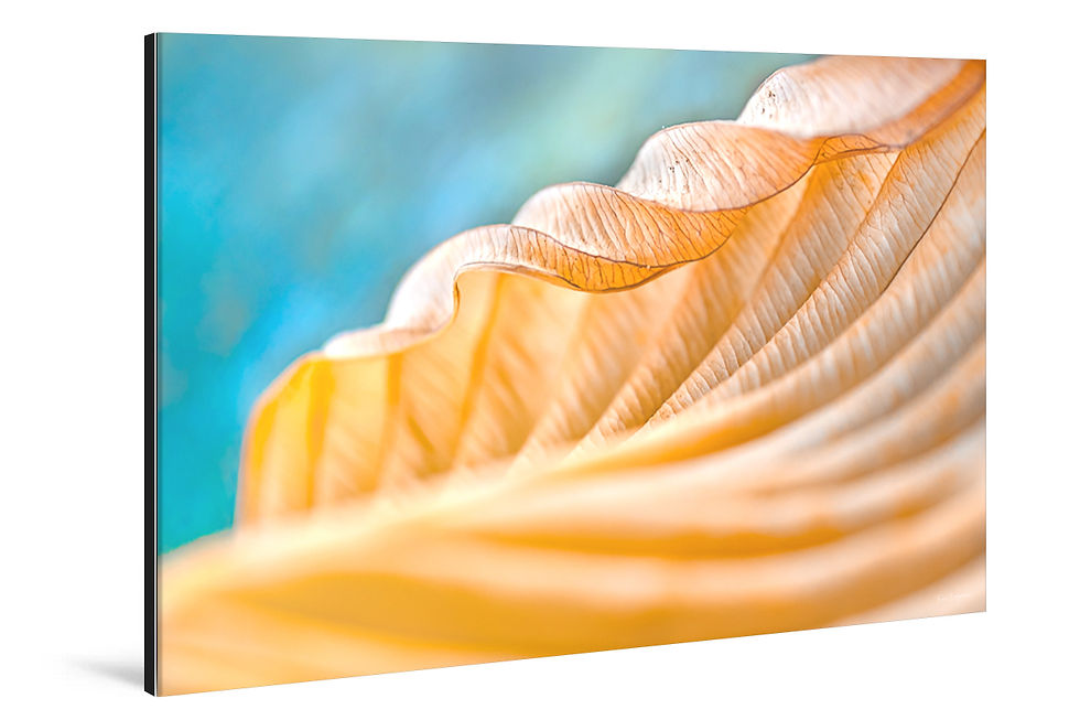 Miniaturbild: WANDBILD «SWINGING LEAF»