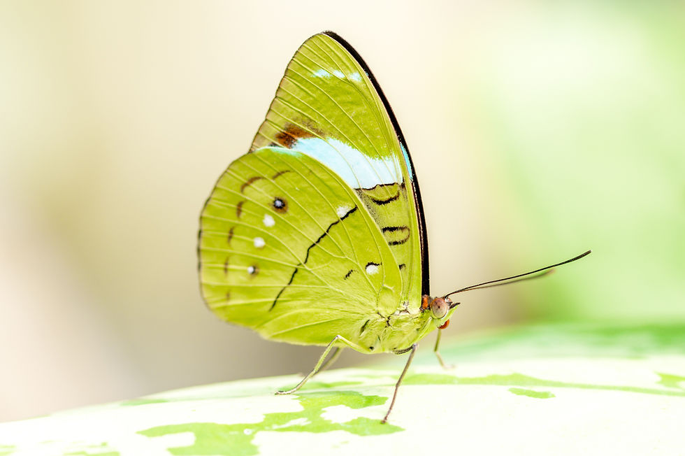 Miniaturbild: SCHMETTERLINGSLIEBE 2024