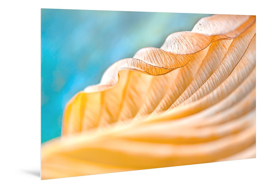 Miniaturbild: WANDBILD «SWINGING LEAF»