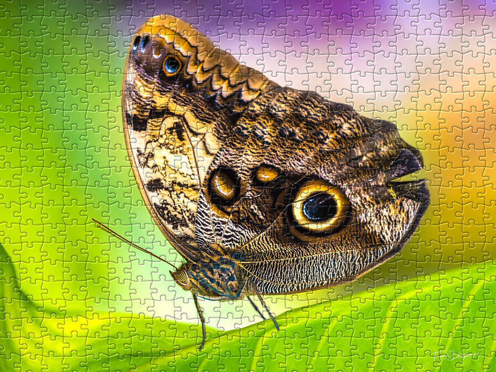 Thumbnail: PUZZLE «BIG EYE»