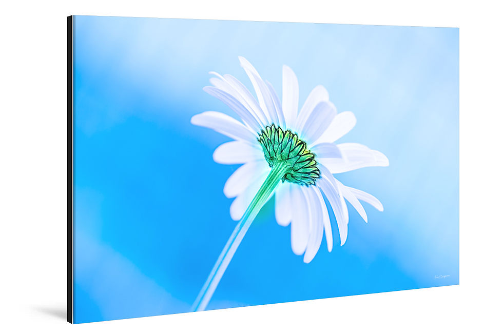 Miniaturbild: WANDBILD «KITTY»