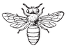bee.png