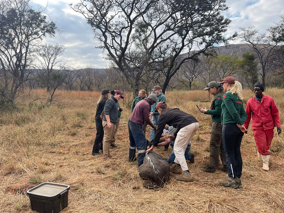 Eye-level view of a dense forest with diverse wildlife habitat