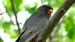 Red-footed Falcon