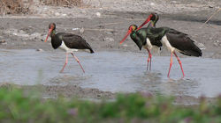 Black Storks
