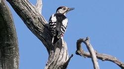 Syrian Woodpecker