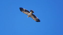 Eastern Imperial Eagle
