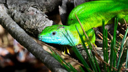 European Green Lizard