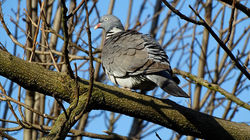 Common Wood Pigeon