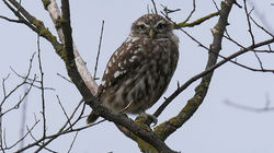Little Owl