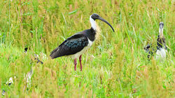Straw-necked Ibis