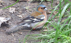 Common Chaffinch