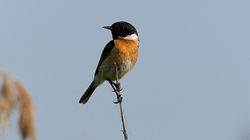 European Stonechat