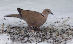 Eurasian Collared Dove