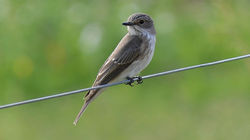 Spotted Flycatcher