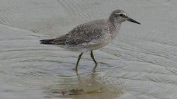 Red Knot