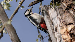 Great Spotted Woodpecker