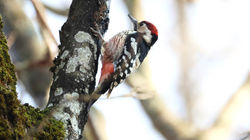 White-backed Woodpecker