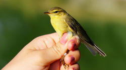 Willow Warbler